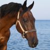Недоуздок на неопреновых подложках MIU Equestrian Neo бежевый