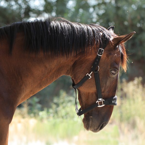 Недоуздок GROOMING HALTER чёрный — изображение 3