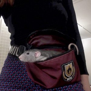 Сумка на пояс WAIST BAG бордо