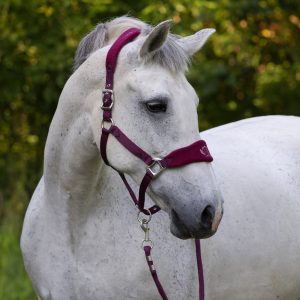 Недоуздок флисовый Champion с чомбуром, бордовый