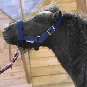 Недоуздок на пони и минихорс MIU Equestrian тёмно-синий